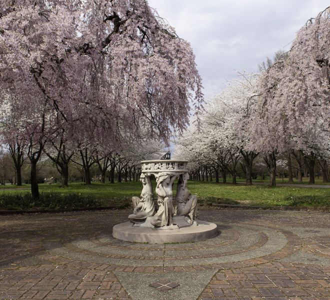 Cherry Blossoms at Fairmount Park - Braceland